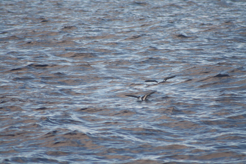 iNaturalist image