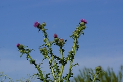 Cirsium mexicanum