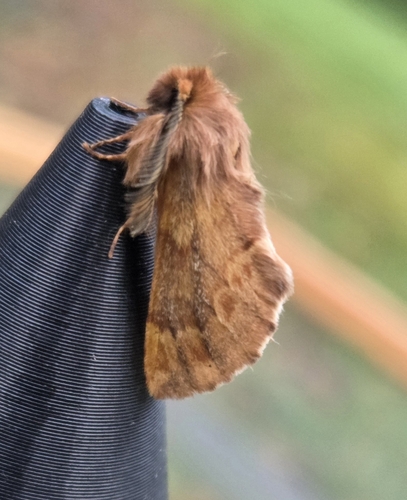 Ptilophora plumigera