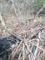 Pereskiopsis kellermanii