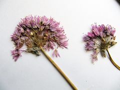 Allium maximowiczii