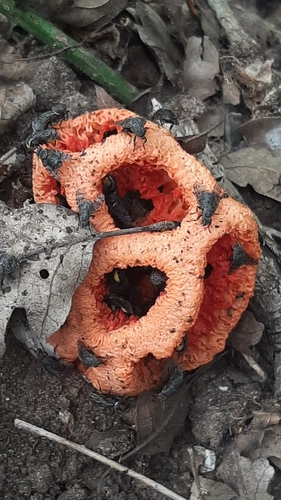 Roter Gitterling