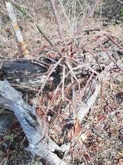 Pereskiopsis kellermanii