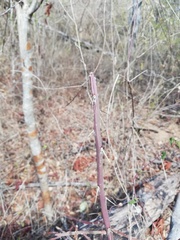 Pereskiopsis kellermanii
