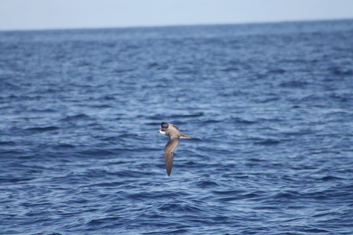 iNaturalist image