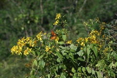 Bidens reptans
