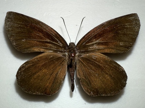 Giant Hopper