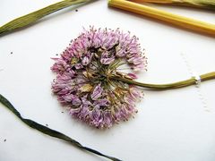 Allium maximowiczii