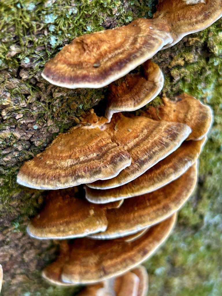 Inonotus mikadoi · November 2025 · photo: © martin_livezey (iNaturalist, cc-by)