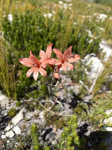 Orange Swordlily (Gladiolus miniatus)
