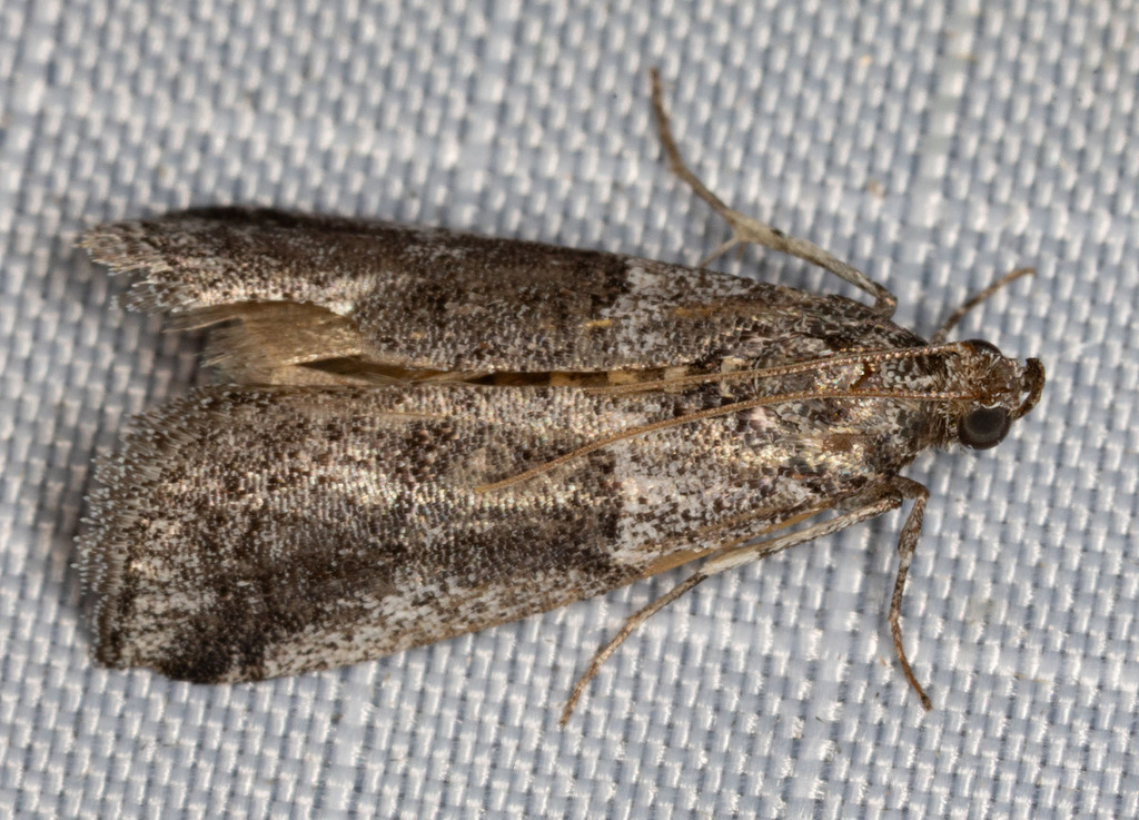 Laetilia ephestiella