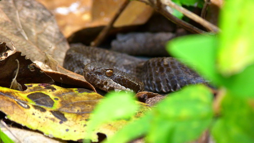 Campbell's Rattlesnake, Crotalus campbelli