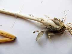 Allium maximowiczii