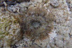 Heteractis aurora