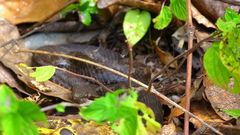 Crotalus campbelli