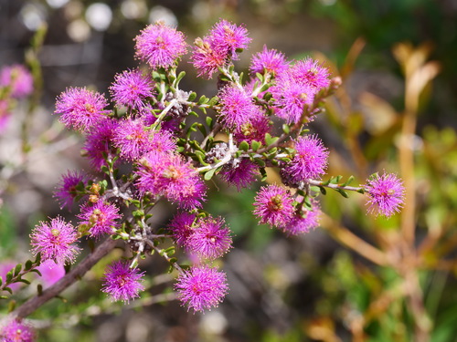 Melaleuca spathulata observed 2025-11-10
