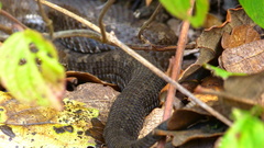 Crotalus campbelli