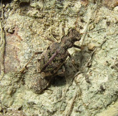 Neocicindela parryi