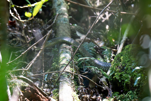 Tiger Snake sighting