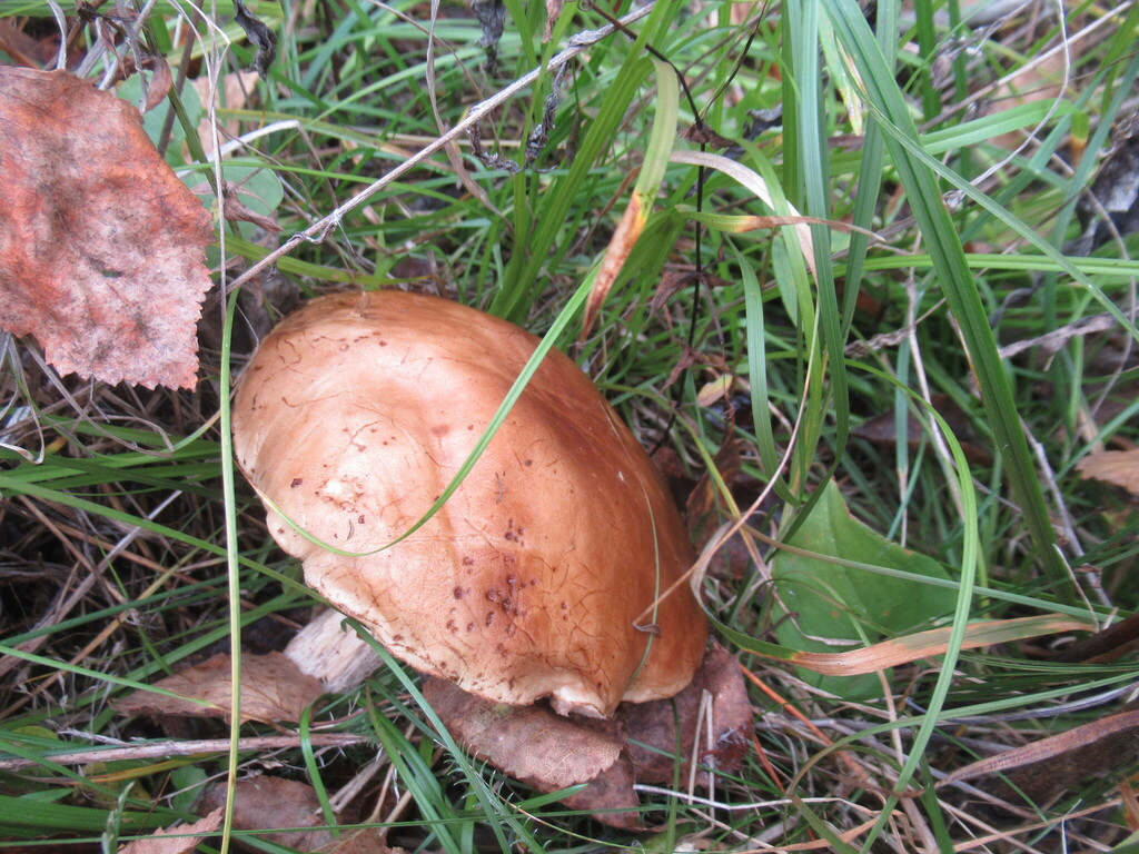 Leccinum scabrum · September 2025 · photo: © smsergey (iNaturalist, cc-by-nc)