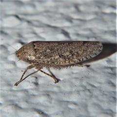 Curtara