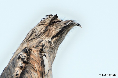 Northern Potoo