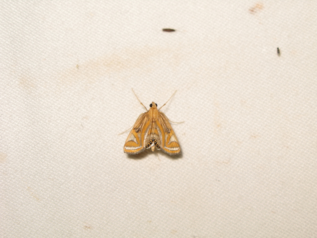 Eoophyla inouei