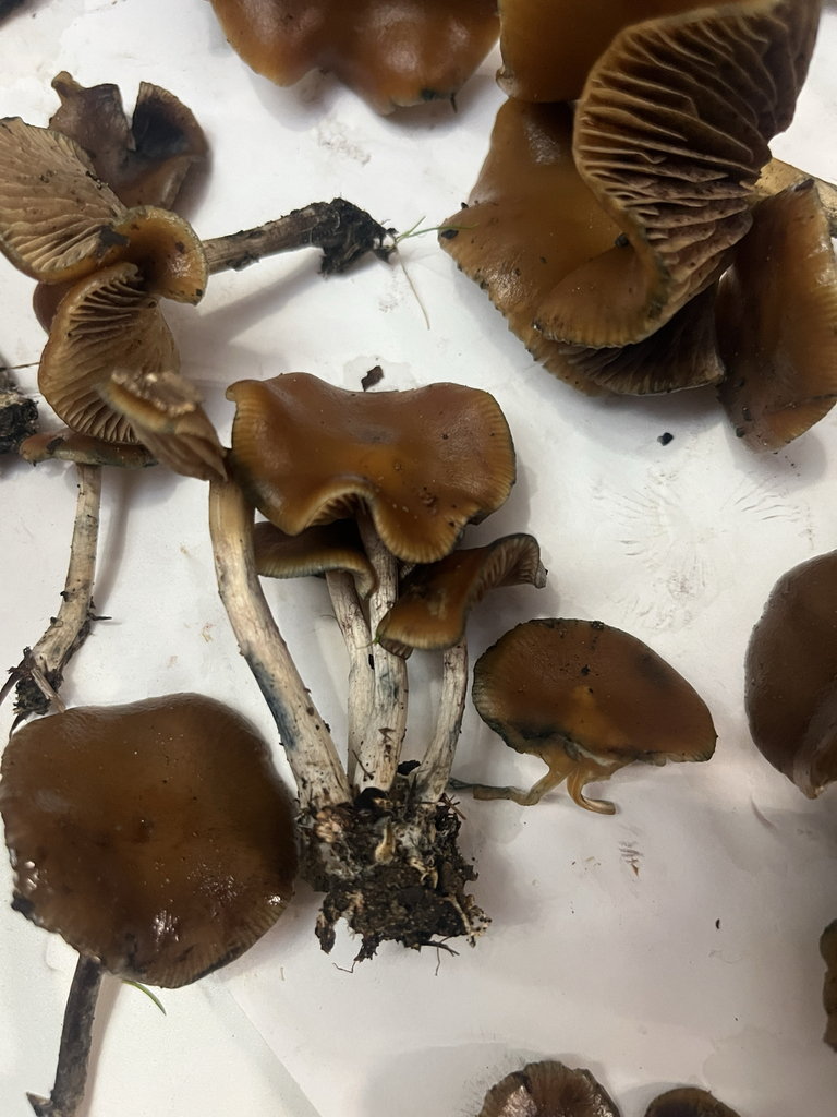 Psilocybe cyanescens · November 2025 · photo: © lynn112 (iNaturalist, cc-by)