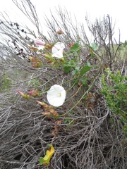 Calystegia macrostegia macrostegia