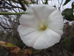 Calystegia macrostegia macrostegia