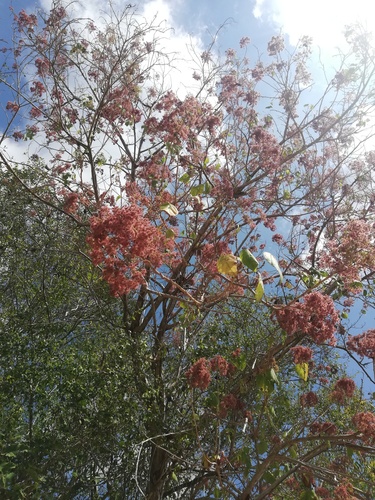 Heliocarpus appendiculatus - Whole tree