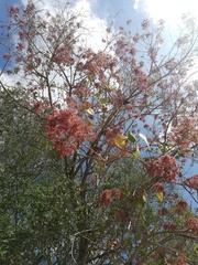 Heliocarpus appendiculatus