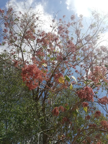 Heliocarpus appendiculatus - Leaves
