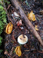 Otidea alutacea