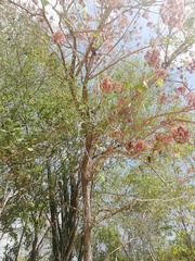 Heliocarpus appendiculatus