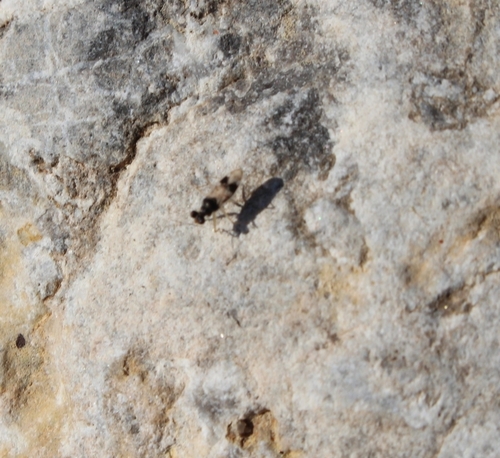 Leptopus hispanus