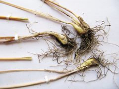 Allium maximowiczii