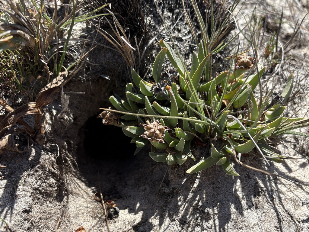Ruschia macrophylla L. Bolus