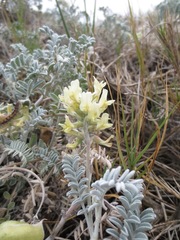 Astragalus miguelensis