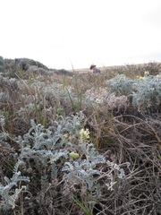 Astragalus miguelensis