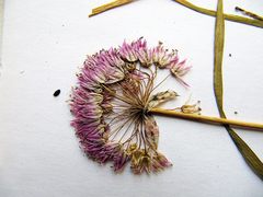 Allium maximowiczii