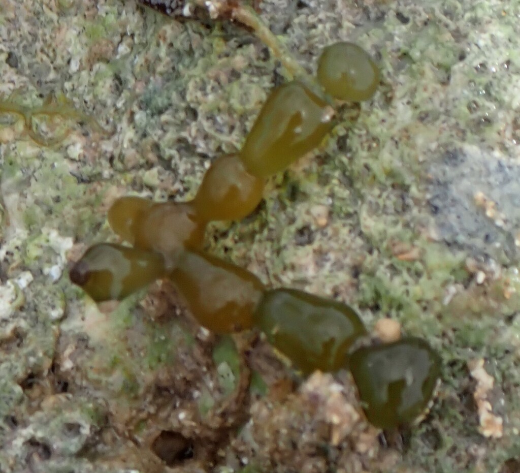 Gorilla ogo (Gracilaria salicornia)