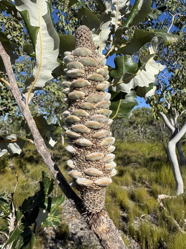 Tropical Banksia