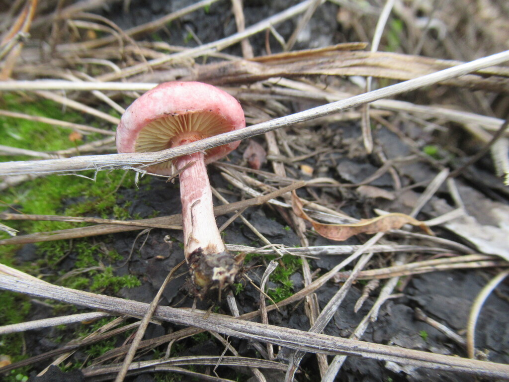 Gymnopilus luteofolius · September 2025 · photo: © smsergey (iNaturalist, cc-by-nc)