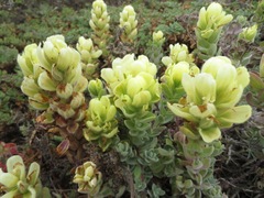 Castilleja mollis