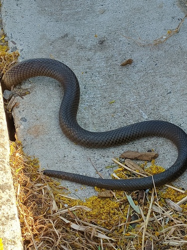 Eastern Brown Snake sighting