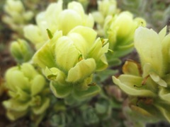 Castilleja mollis