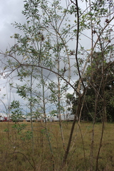 Nicotiana glauca