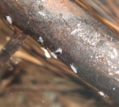 Hydroisotoma schaefferi