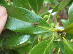 Koroana rufifrons